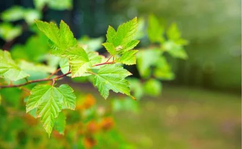 Spring background with green leaves. Stock Photos