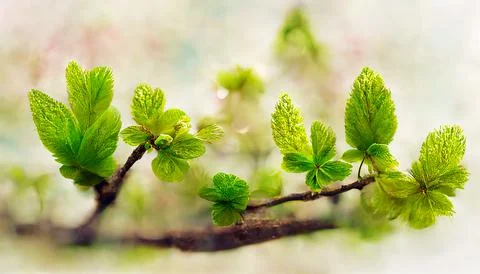 Spring background green tree leaves on blurred background Stock Illustration
