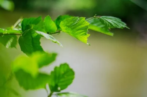 Spring background, green tree leaves on blurred background Stock Photos