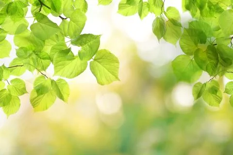 Spring background with green tree leaves and abstract bokeh light on blurre.. Foto stock