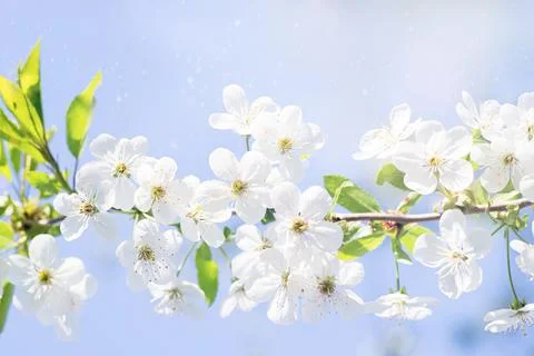 Spring background. Horizontal branch of cherry with white flowers against Stock Photos