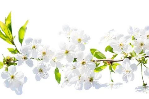Spring background. Horizontal branch of cherry with white flowers against Stock Photos