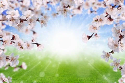 Spring background Ilustración de archivo