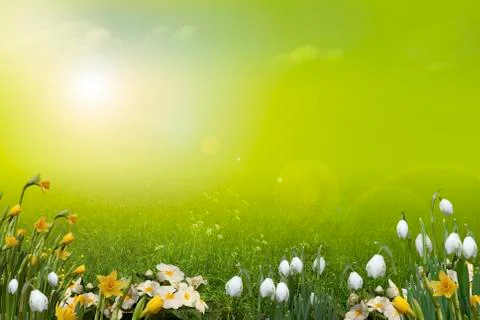 Spring background Stock Illustration