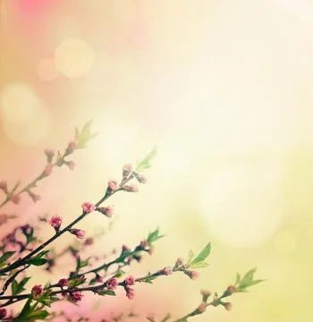Spring background Stock Illustration