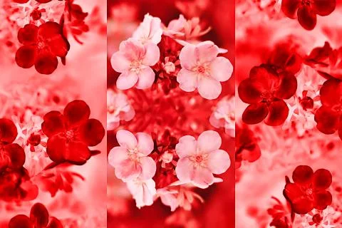 Spring background image with rosy blossom. Stock Photos