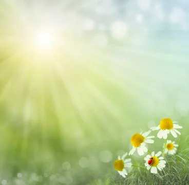 Spring background . ladybug on camomile Stock Illustration