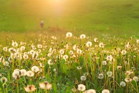 Spring background with light transparent flowers dandelions Fotos Stock