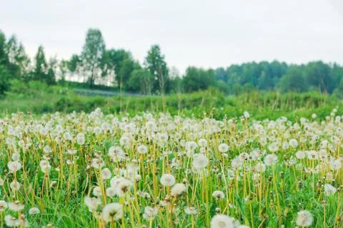 Spring background with light transparent flowers dandelions Fotos de archivo