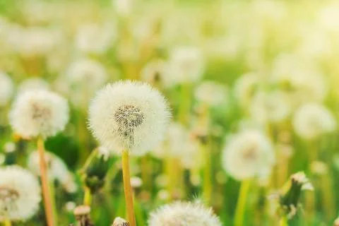 Spring background with light transparent flowers dandelions Stock Photos