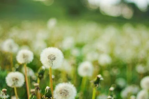 Spring background with light transparent flowers dandelions 库存照片