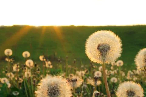 Spring background with light transparent flowers dandelions 写真素材
