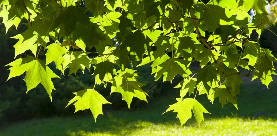 Spring background with maple leaves in sunlight. Wide photo. 스톡 사진