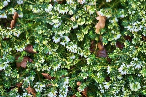 Spring background of Mediterranean White Heath flowers (Erica arborea) Stock Photos