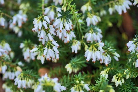 Spring background of Mediterranean White Heath flowers (Erica arborea) Stock Photos