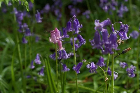 Spring background with a mixture of pink and blue bluebells Stock Photos