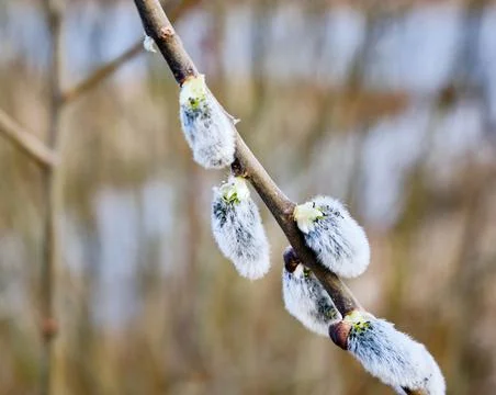 Spring background of nature. A willow branch with white fluffy catkins. The Stock Photos