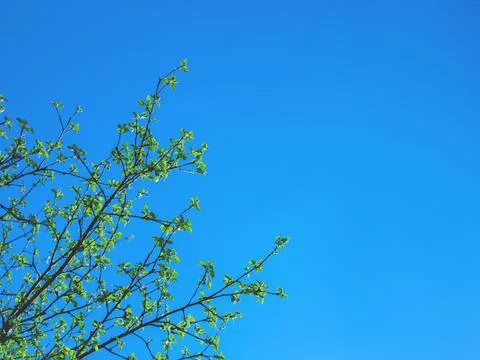 The spring background of the new leaves on the tree against the blue sky. Stock Photos