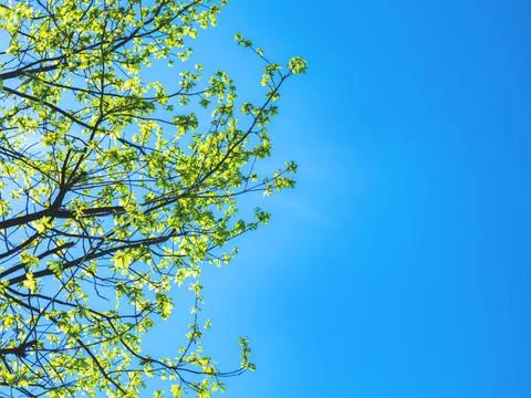 The spring background of the new leaves on the tree against the blue sky. Stock Photos