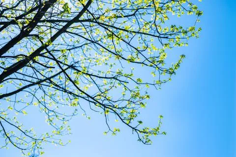The spring background of the new leaves on the tree against the blue sky. Foto stock