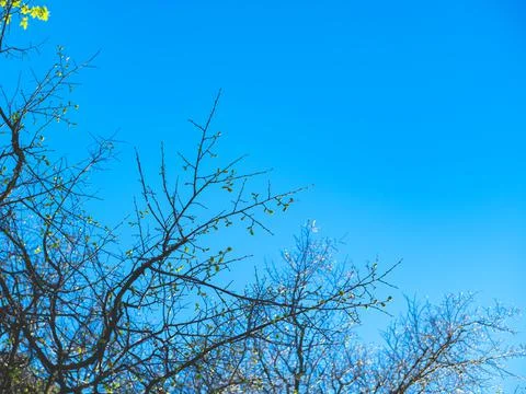 The spring background of new leaves on the tree against the blue and clear sky. Stock Photos