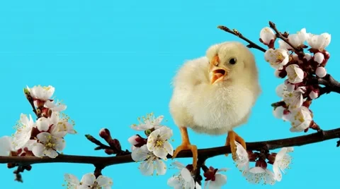 Spring background, one little chick on the branch with flowers Stock Footage 63165741