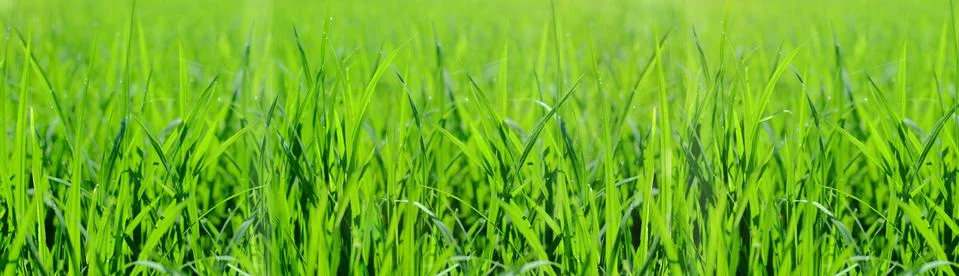 Spring background or summer background with fresh grass Stock Photos