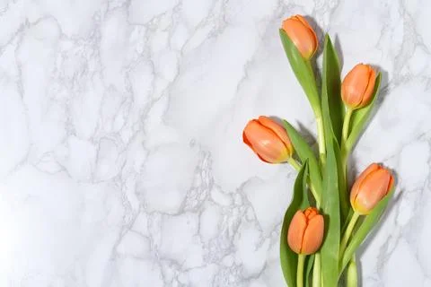 Spring background with orange tulips Stock Photos