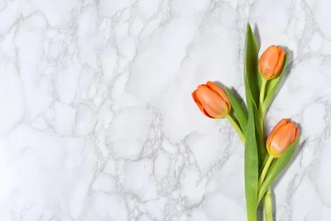 Spring background with orange tulips Stock Photos