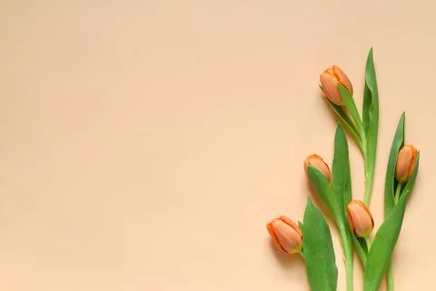 Spring background with orange tulips Stock Photos