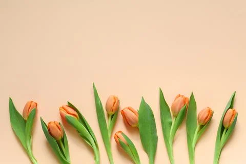 Spring background with orange tulips Stock Photos