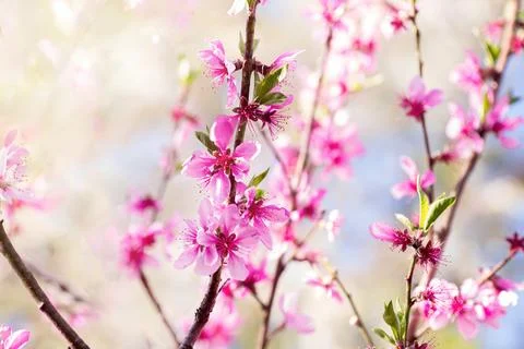 Spring background. Peach tree in bloom. Peach blossoms on branch against Stock Photos