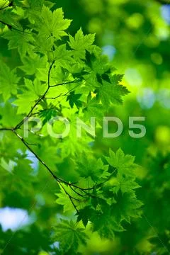 Spring background Stock Photos