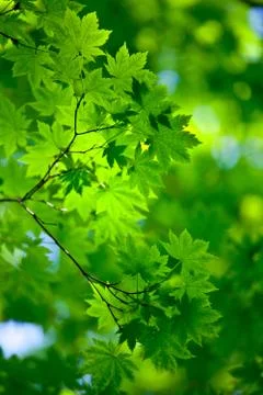 Spring background Stock-Fotos