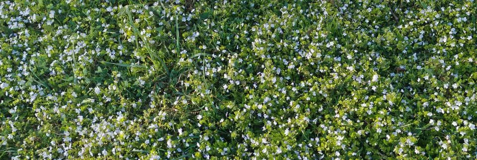 Spring background Stock Photos