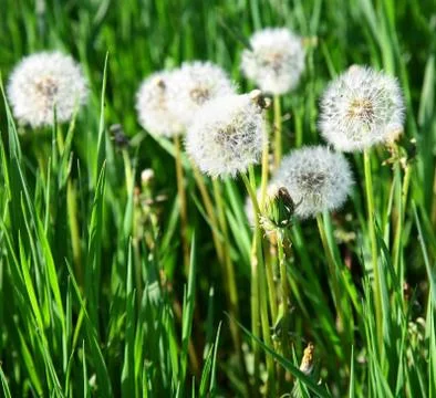 Spring background Stock Photos