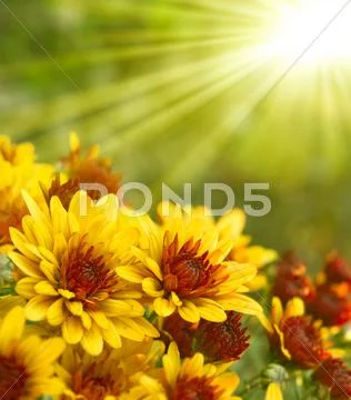 Spring background Stock Photos