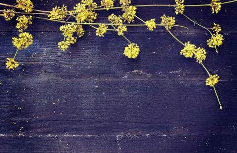 Spring background Stock Photos