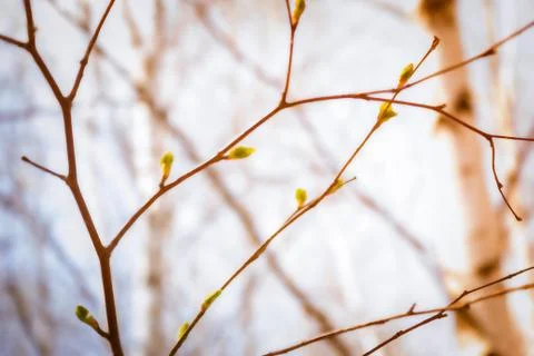 Spring background. Stock Photos