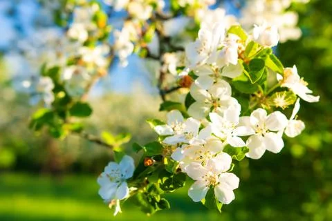 Spring background Stock Photos