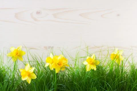 Spring Background Stock Photos