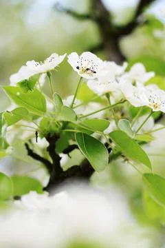 Spring background Stock Photos