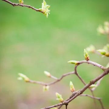 Spring background. Stock Photos
