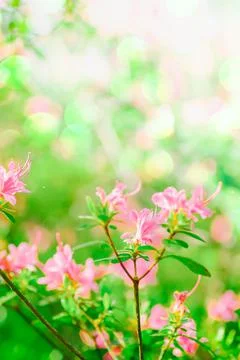Spring background with pink blooming tree flowers Stock Photos