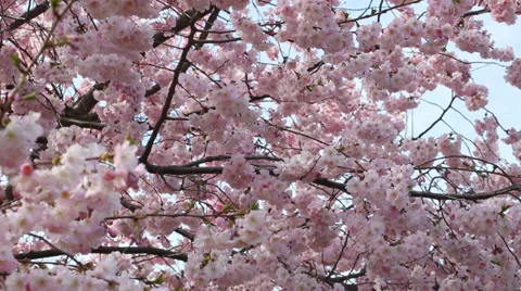 Spring background with pink blossom on blue sky, pan Stock Footage 36411549