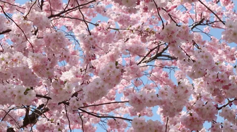 Spring background with pink blossom on blue sky Stock Footage 36411570