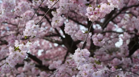 Spring background with pink blossom on blue sky, tilt Stock Footage 36411609
