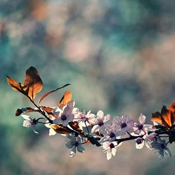 Spring background. Pink cherry blossoms on a tree under a blue sky. Beautiful 스톡 사진