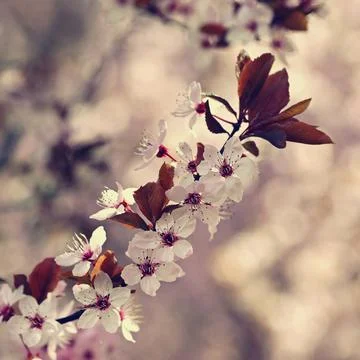 Spring background. Pink cherry blossoms on a tree under a blue sky. Beautiful Stock Photos