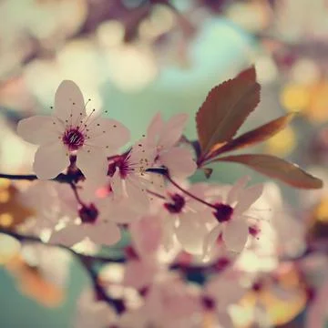Spring background. Pink cherry blossoms on a tree under a blue sky. Beautiful Stock Photos